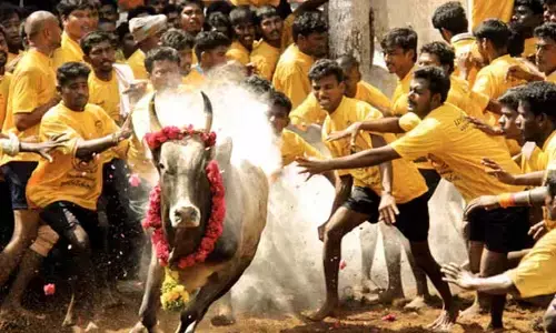 నేడు ప్రసిద్ధిగాంచిన అలంగనల్లూరులో జల్లికట్టు పోటీలు