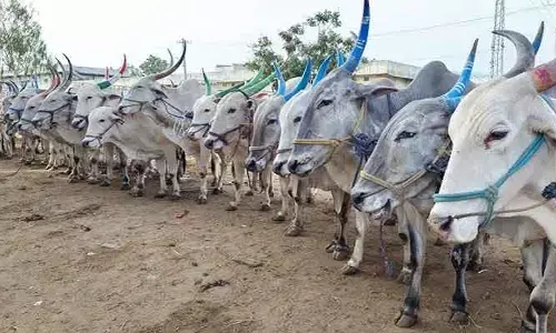 బరిలో 1000 ఎద్దులు... గెలిస్తే కారు, ట్రాక్టర్ గిఫ్ట్
