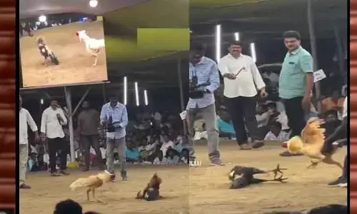 Cock Fighting: కోడి పందాల్లో కింగ్ రత్తయ్య పుంజు ఓటమి..20లక్షలు ఉఫ్