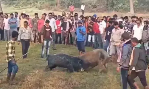 Pig Fighting: కోళ్లే కాదు.. పందులు తన్నుకుంటాయి.. ఇవేం పోటీలు బాబు.. ఓ సారి లుక్కేయండి!