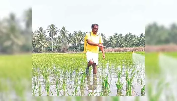AP News : హలో.. అతను రైతు కాదు.. రాష్ట్ర మంత్రి AP News : హలో.. అతను రైతు కాదు.. రాష్ట్ర మంత్రి