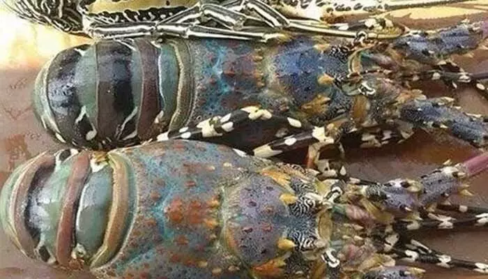 Sea Animal: కడుపులో పళ్లు ఉండే సముద్రపు జంతువు గురించి తెలుసా.. కొన్ని చోట్ల ప్రజలకు ఇదే ఆహారం? Sea Animal: కడుపులో పళ్లు ఉండే సముద్రపు జంతువు గురించి తెలుసా.. కొన్ని చోట్ల ప్రజలకు ఇదే ఆహారం?