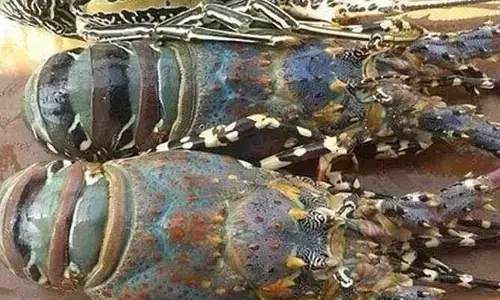 Sea ​​Animal:  కడుపులో  పళ్లు ఉండే సముద్రపు జంతువు గురించి తెలుసా.. కొన్ని చోట్ల ప్రజలకు ఇదే ఆహారం?