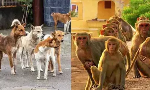 Fear: కుక్కలే కాదు.. ఇప్పుడు రంగంలోకి కోతులు కూడా..!