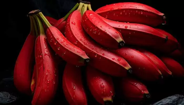 Red Banana:అద్భుతమైన ఔషధ గుణాలు కలిగి ఉన్న రెడ్ బనానా.. వీటి గురించి తెలిస్తే అస్సలు వదిలిపెట్టరుగా Red Banana:అద్భుతమైన ఔషధ గుణాలు కలిగి ఉన్న రెడ్ బనానా.. వీటి గురించి తెలిస్తే అస్సలు వదిలిపెట్టరుగా