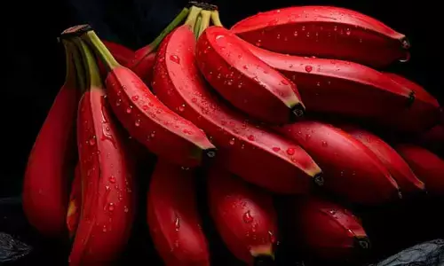 Red Banana:అద్భుతమైన ఔషధ గుణాలు కలిగి ఉన్న రెడ్ బనానా.. వీటి గురించి తెలిస్తే అస్సలు వదిలిపెట్టరుగా