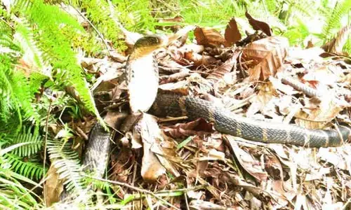 Snake: ఆకులు సేకరించి గూడు కట్టుకునే ఏకైక పాము గురించి తెలుసా.. ఇది కాటేస్తే ఇక అదే చివరి రోజు..!