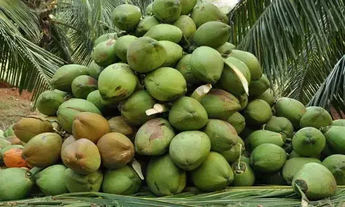 Coconut: కొబ్బరి కాయలను ఎందుకు గౌరవిస్తారు?.. అసలు ఎన్ని రకాలు, వాటి ధరలెంతో తెలుసా..?