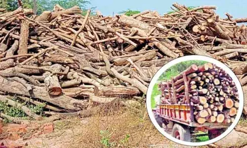 Dornakal: వృక్ష విలాపం.. అనుమతి జానెడు.. అక్రమం బారెడు!