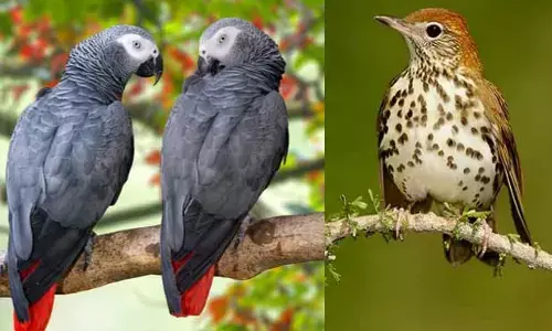 Birds : చెట్ల కొమ్మలపై నిద్రపోతున్నప్పుడు పక్షులు ఎందుకని కిందకు జారిపడవు?