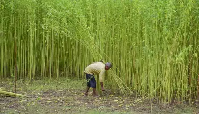 MSP: రైతులకు కేంద్రం శుభవార్త.. ఆ పంటపై ఎంఎస్ పై పెంపు MSP: రైతులకు కేంద్రం శుభవార్త.. ఆ పంటపై ఎంఎస్ పై పెంపు