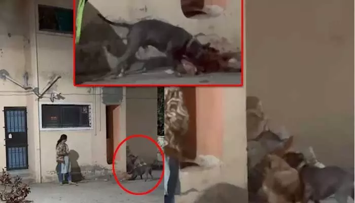 Horrific Incident: వీధి కుక్కను కరిచి కరిచి చంపిన పిట్ బుల్ డాగ్..చూస్తూనే ఉన్న లేడీ యజమాని (Video Viral) Horrific Incident: వీధి కుక్కను కరిచి కరిచి చంపిన పిట్ బుల్ డాగ్..చూస్తూనే ఉన్న లేడీ యజమాని (Video Viral)