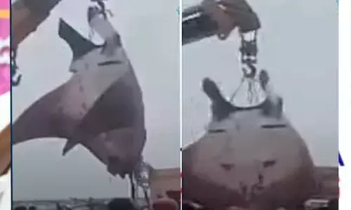 Fishermens shock : మత్స్యకారుల షాక్..పంట పండిందని సంబరం