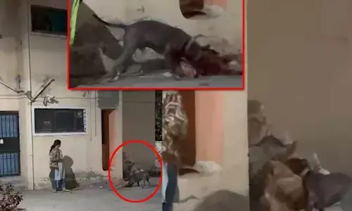Horrific Incident:  వీధి కుక్కను కరిచి కరిచి చంపిన పిట్ బుల్ డాగ్..చూస్తూనే ఉన్న లేడీ యజమాని (Video Viral)