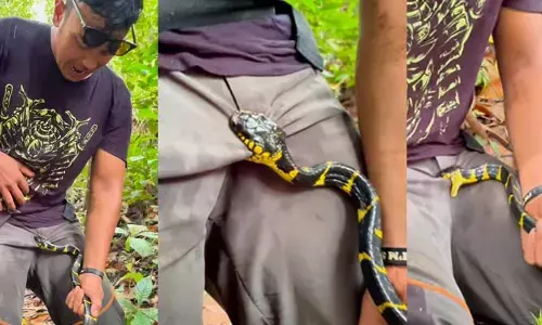 Snake Bite: ఓ వ్యక్తి ప్రైవేట్ పార్ట్‌ను కరిచిన పాము.. లాగినా కూడా విడవలేదు .. సంచలనం రేపుతోన్న వీడియో
