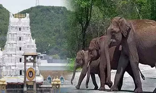 తిరుమల మొదటి ఘాట్ రోడ్డులో ఏనుగుల సంచారం