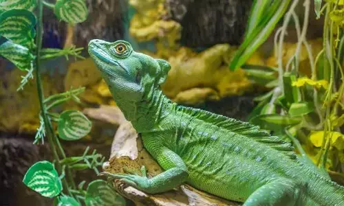 Iguanas : 1.20 లక్షల బల్లులను చంపేయనున్న ప్రభుత్వం