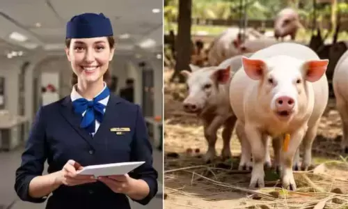 Pig Farming: తొక్కలో ఉద్యోగం... పందుల పెంపకం బెస్ట్.. ఫ్రూఫ్‌ ఈ స్టోరీనే