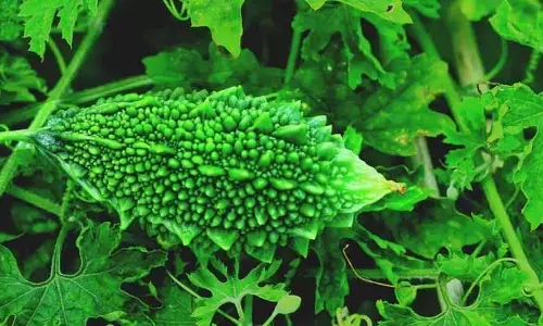 Bitter Gourd: కాక‌ర‌కాయ‌ను ఇష్టంగా లాగించేస్తున్నారా.. అయితే, వీటి గురించి తెలుసుకోవాల్సిందే..!