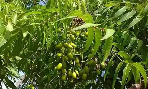 Neem: వేప క్యాన్సర్ కు చెక్ పెడుతుందా.. దీనిలో నిజమెంత?