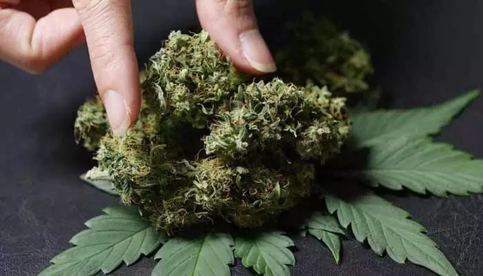 Cannabis Seize: నగరంలో పోలీసుల తనిఖీలు.. విదేశీ గంజాయి సీజ్, ఒకరు అరెస్ట్ Cannabis Seize: నగరంలో పోలీసుల తనిఖీలు.. విదేశీ గంజాయి సీజ్, ఒకరు అరెస్ట్