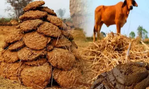 ఆవు పేడకు భారీ డిమాండ్.. క్యూ కట్టి కొంటున్న విదేశాలు