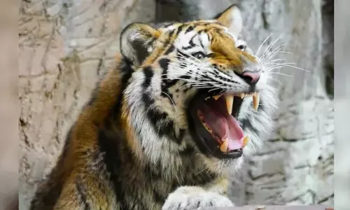 Man-Eater Tiger: పులి కడుపులో వెంట్రుకలు, చెవిరింగులు, దుస్తులు..!