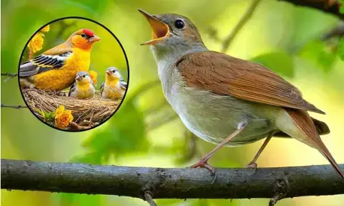 Bird song :  పక్షుల కిల కిల రావాలు వింటే మానసిక ఆందోళనలు దూరం.. అధ్యయనంలో వెల్లడి