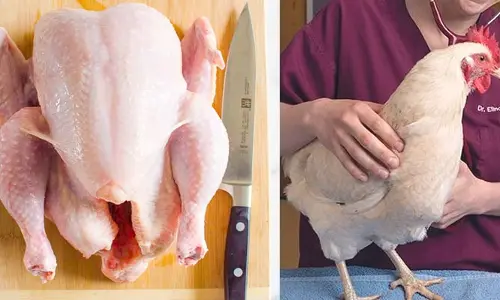 Chicken: చికెన్ తినేవారికి షాకింగ్ న్యూస్.. ఆ పార్ట్స్ తినొద్దని హెచ్చరిస్తున్న ఆరోగ్య నిపుణులు