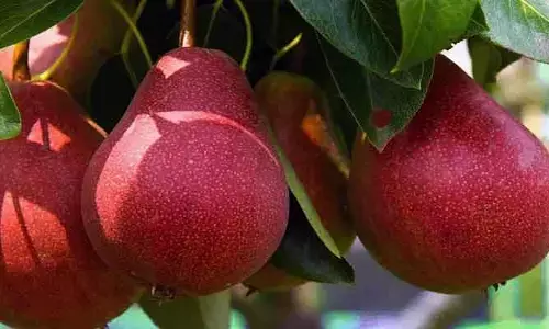 pear fruit: రుచిలో మధురమైన పండు.. ఈ వ్యాధులన్నీ పరార్ అవ్వాల్సిందే?