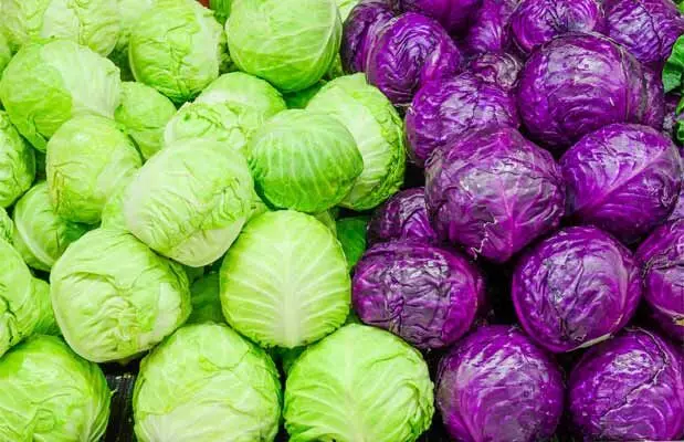 Foods : రుచిలోనే కాదు, ఔషధ గుణాల్లోనూ క్యాబేజీ సూపర్! Foods : రుచిలోనే కాదు, ఔషధ గుణాల్లోనూ క్యాబేజీ సూపర్!