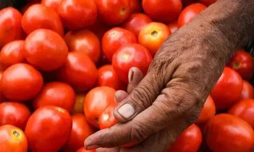 Tomato Rate: టొమాటో ధరలు దారుణంగా పడిపోయాయి.  ఇలా ఐతే ఎలా