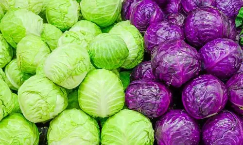 Foods : రుచిలోనే కాదు, ఔషధ గుణాల్లోనూ క్యాబేజీ సూపర్!