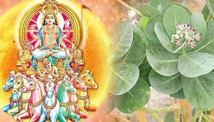 రథ సప్తమి రోజు జిల్లేడు ఆకులతో స్నానం ఎందుకు చేస్తారంటే? రథ సప్తమి రోజు జిల్లేడు ఆకులతో స్నానం ఎందుకు చేస్తారంటే?