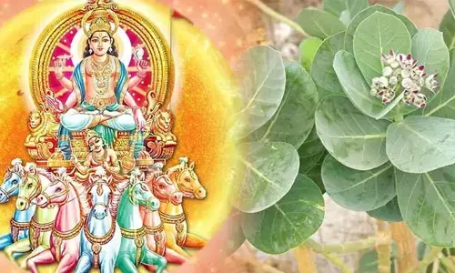 రథ సప్తమి రోజు జిల్లేడు ఆకులతో స్నానం ఎందుకు చేస్తారంటే?
