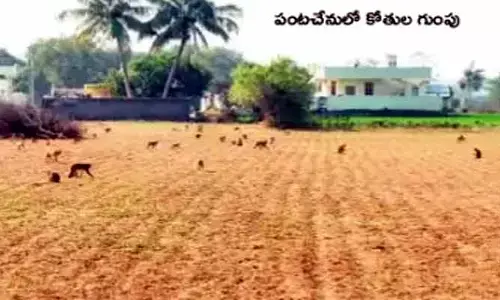 Shankarpally: కోతులతో పరేషాన్.. వానరాలతో నిత్యం వార్