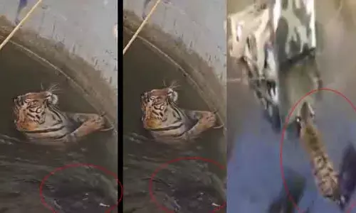 Tiger With Wild Boar : ప్రాణం కోసం పులి..అడవి పంది ఒక్కటయ్యాయి