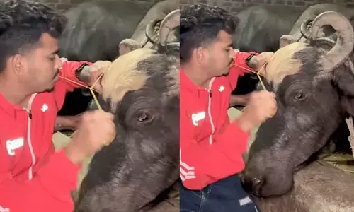 Viral video: ఎవర్రా వీడు.. గేదెకు ఐ బ్రోస్ చేయడమేంటి?