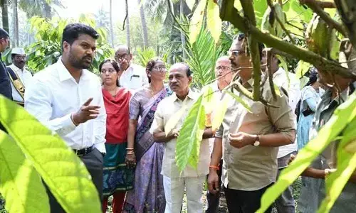 ఆ జిల్లాలో కొబ్బరి సాగుకు అనుకూలం.. కలెక్టర్ కీలక వ్యాఖ్యలు