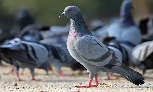 Worlds Most Expensive Pigeon: వామ్మో.. ఈ పావురం ధర 100BMW కార్లకు సమానం.. అత్యంత ఖరీదు బాసూ!