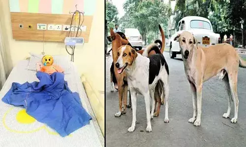 Be Careful: జర జాగ్రత్త! కుక్కల ద్వారా చిన్నారికి సోకిన వైరస్ కలకలం..