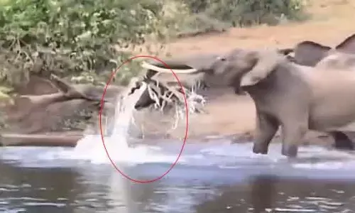 Crocodile Attacks Elephant : నీటిలోని మొసలిపై ఏనుగు సంచలన విజయం!