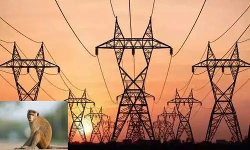 Viral News : కోతి పనికి దేశం అంతా కరెంట్ కట్