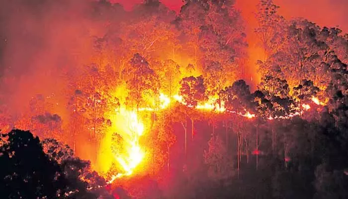 Forest Department: కార్చిచ్చుపై ఫారెస్ట్ డిపార్ట్మెంట్ ఫోకస్.. ప్రమాదాల కట్టడికి ప్రణాళికలు Forest Department: కార్చిచ్చుపై ఫారెస్ట్ డిపార్ట్మెంట్ ఫోకస్.. ప్రమాదాల కట్టడికి ప్రణాళికలు