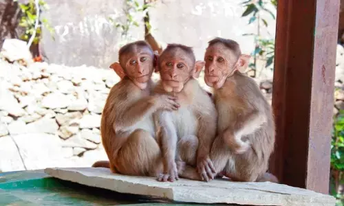 Monkeys: చైనాకు కోతులను అమ్ముతున్న ఇండియా ఫ్రెండ్.. కారణం తెలిస్తే షాక్!
