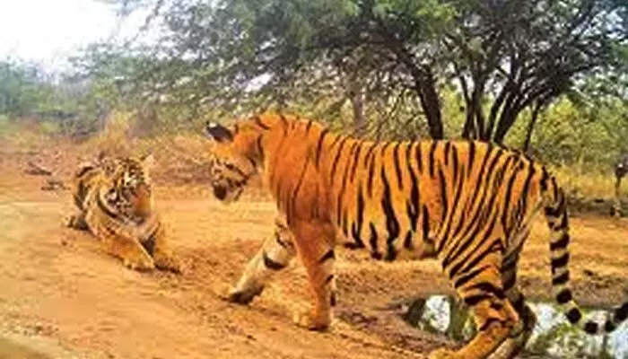 బిగ్ అలర్ట్.. ఆ ప్రాంతంలో పెరిగిన పులుల సంచారం బిగ్ అలర్ట్.. ఆ ప్రాంతంలో పెరిగిన పులుల సంచారం