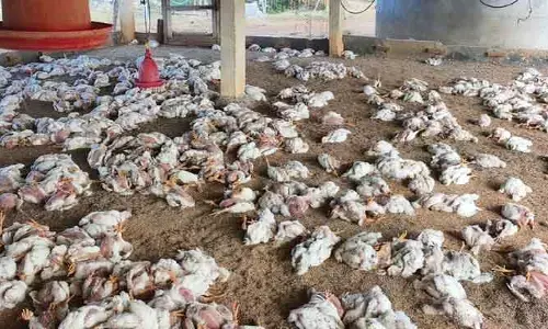 చికెన్.. గుడ్డు.. వైరస్.. వణుకు!