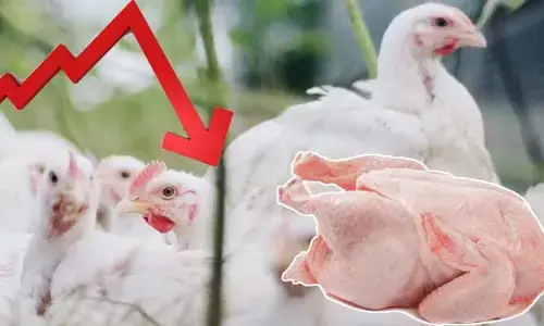 Bird Flu Virus: బర్డ్ ఫ్లూ ఎఫెక్ట్.. రాష్ట్రంలో భారీగా పడిపోయిన చికెన్ ధరలు
