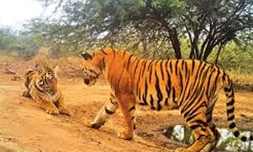 బిగ్ అలర్ట్.. ఆ ప్రాంతంలో పెరిగిన పులుల సంచారం