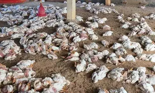 ఏపీలో బర్డ్ ఫ్లూ... పశుసంవర్థక శాఖ కీలక ప్రటకన